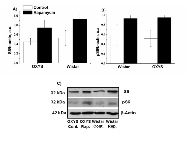 Effect of rapamycin (0.5 mg/kg per day) on the levels and phosphorylation of S6 ribosomal protein in the frontal cortex OXYS and Wistar rats (n=4) by immunoblot. A: S6. B: pS6. C: Representative immunoblots of S6 and pS6 in the frontal cortex of OXYS and Wistar rats.