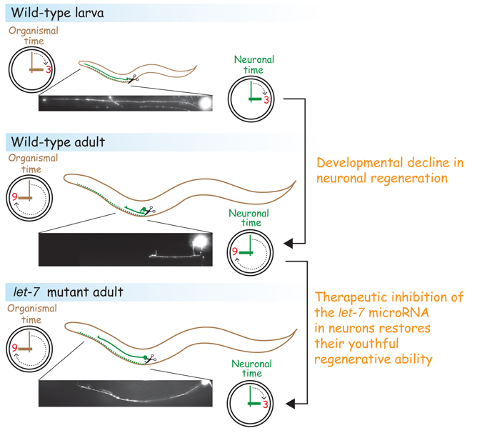 let-7 mutations turn back the clock on regeneration in adult neurons