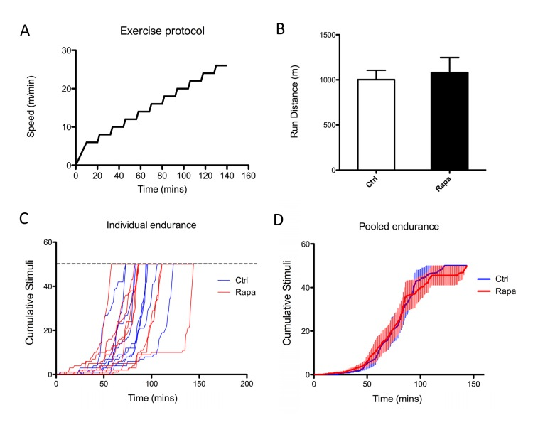 Rapamycin does not affect treadmill endurance