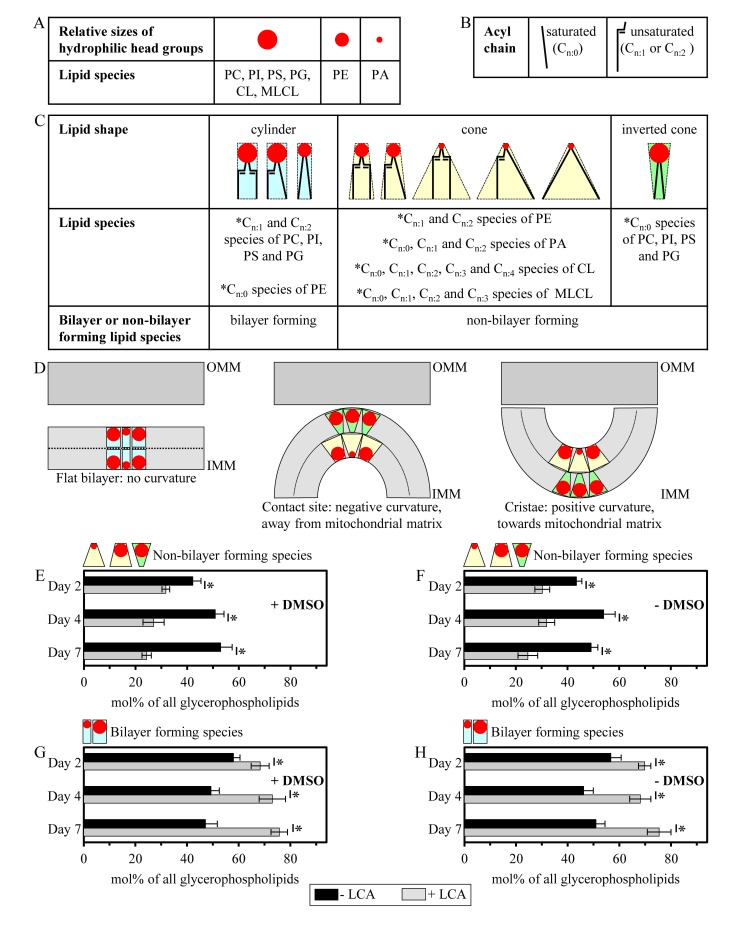 LCA reduces the relative levels of non-bilayer forming glycerophospholipids and elevates the relative levels of their bilayer forming species