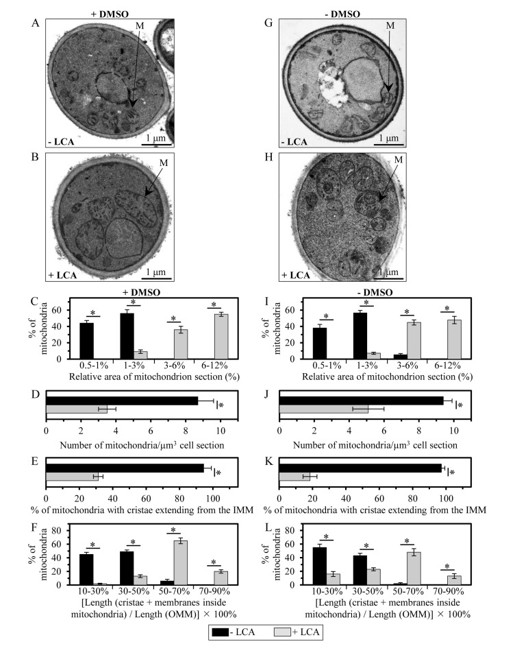 LCA enlarges mitochondria, reduces their number and alters their morphology