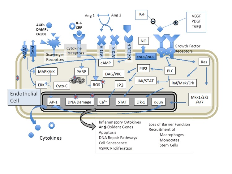 Biosensing of plasma components allows an unbiased approach to determine if therapeutics have altered the endothelial environment in an anti-inflammatory manner