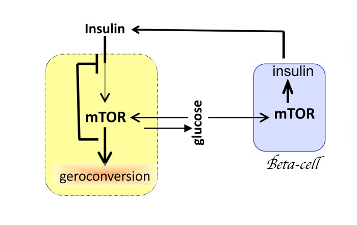Mutual overstimulation of MTOR in beta-cells and insulin-dependent tissues