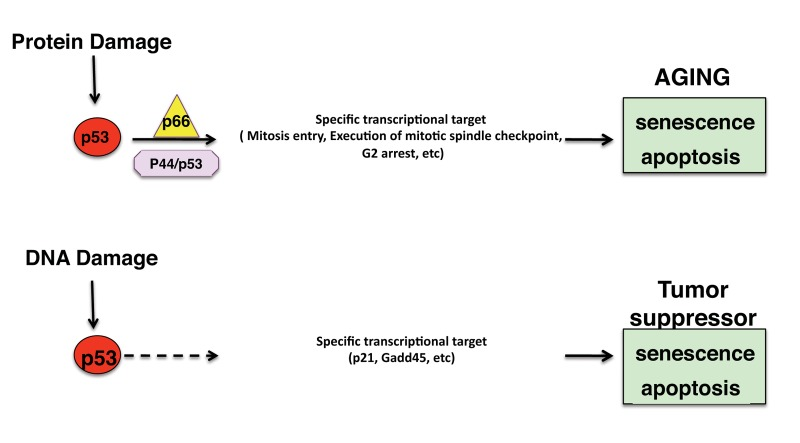 Distinct p53 pathways regulate tumour suppression and aging. Oxidative stress activates a specific specific transcriptional response, mediated by p66Shc and p44/p53 isoforms, which regulates cellular senescence and aging.