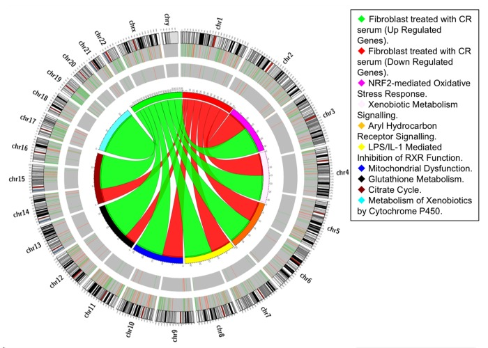 Pathway-based analysis. Circos diagram shows the relationship between CR differentially expressed genes and oxidative-related pathways. Ribbon ends represent links between genes and pathways while the width of the ribbon correlates with the number of genes involved. Segments in the outer ring indicate the total number of genes involved in the corresponding pathways while thin internal segments indicate the number of up-regulated (light green) and down-regulated (orange) genes.