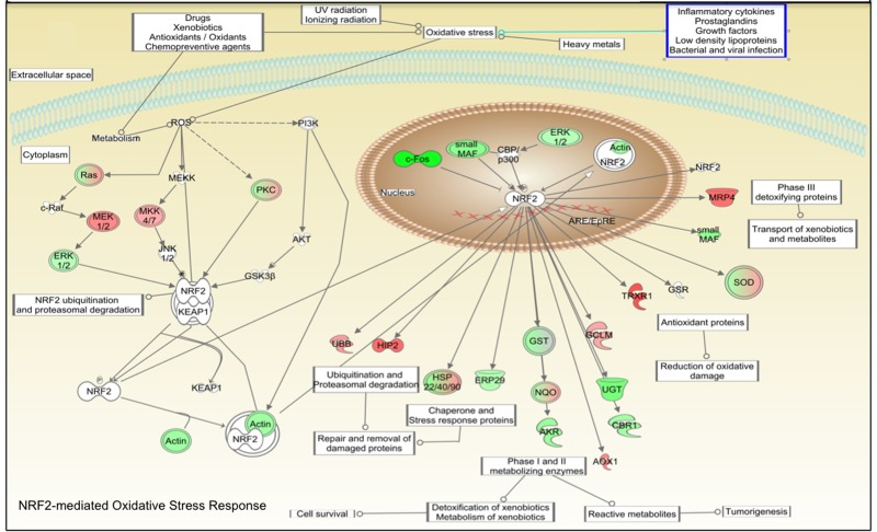 Connectivity map of NRF2-mediated oxidative stress response adapted from IPA software. Pathways analysis identified the NRF2-mediated oxidative stress response pathway with a statistically significant value (BH p-value 3.33E-02). Green colored shapes represent up-regulated genes while red ones represent down-regulated genes of fibroblast cell lines treated 48 hours with CR serum.