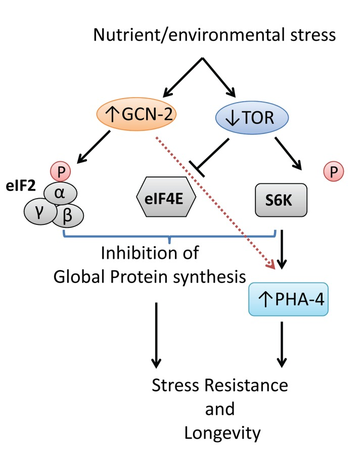Model depicting the function of GCN-2 in response to nutrient or environmental stress and its impact on survival and longevity of C. elegans.