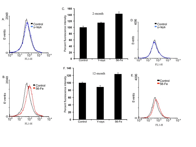 Increased reactive oxygen species (ROS) in cerebral cortical cells after 56Fe radiation. (A) Flow cytometry histogram showing ROS level two months after γ radiation. (B) Flow cytometry histogram showing ROS level two months after 56Fe radiation. (C) Quantification of ROS level two months after radiation presented as mean ± standard error of mean (SEM). (D) Flow cytometry histogram showing ROS level twelve months after γ radiation. (E) Flow cytometry histogram showing ROS level twelve months after 56Fe radiation. (F) Quantification of ROS level twelve months after radiation presented as mean ± SEM.