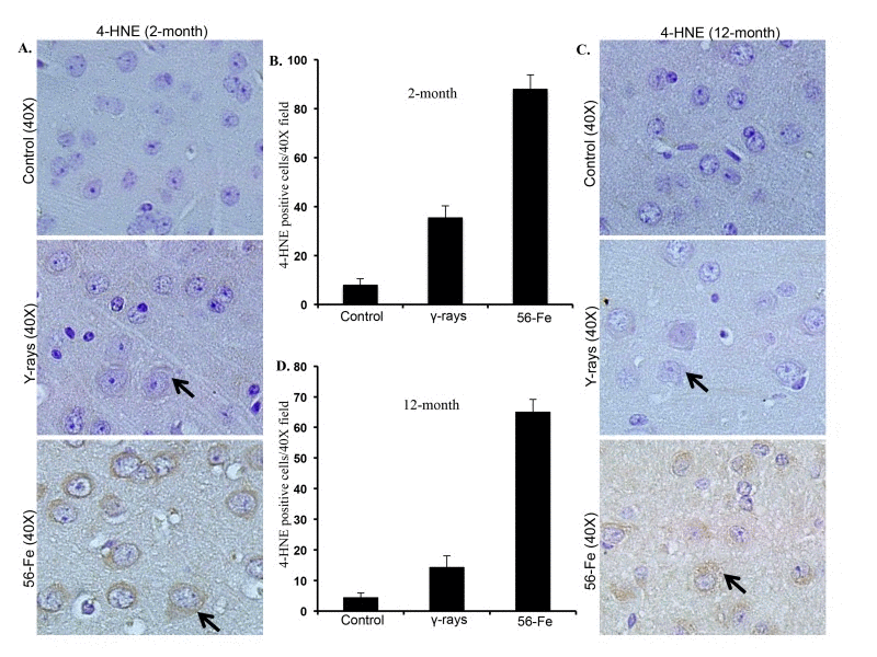 Lipid peroxidation in cerebral cortex was greater after 56Fe radiation. (A) Immunohistochemical staining (arrow) of cerebral cortex for 4-hydroxy-2-nonenal (4-HNE) two months after radiation. (B) Quantification of 4-HNE staining two months after exposure presented as mean ± SEM. (C) Immunohistochemical staining (arrow) for 4-HNE twelve months after radiation. (D) Quantification of 4-HNE staining twelve months after radiation presented as mean ± SEM.