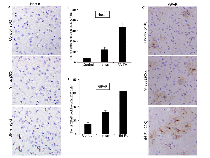 Assessing reactive gliosis twelve months after radiation exposure. (A) Comparing immunohistochemical staining of nestin in cerebral cortex after radiation. (B) Quantification of nestin staining in cerebral cortex presented as mean ± SEM. (C) Comparing immunohistochemical staining of GFAP in cerebral cortex after radiation. (D) Quantification of GFAP staining in cerebral cortex presented as mean ± SEM.