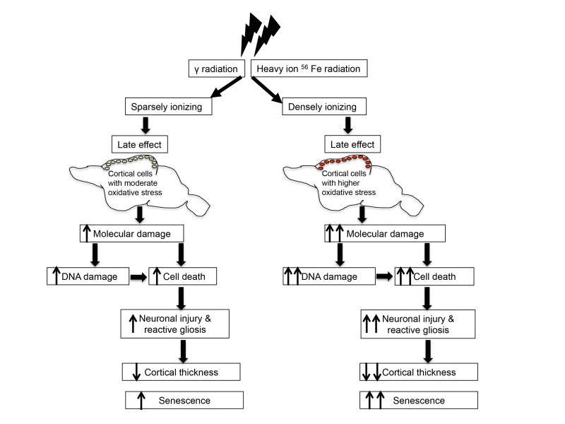 Schematic overview of radiation-induced chronic oxidative stress and accelerated aging.