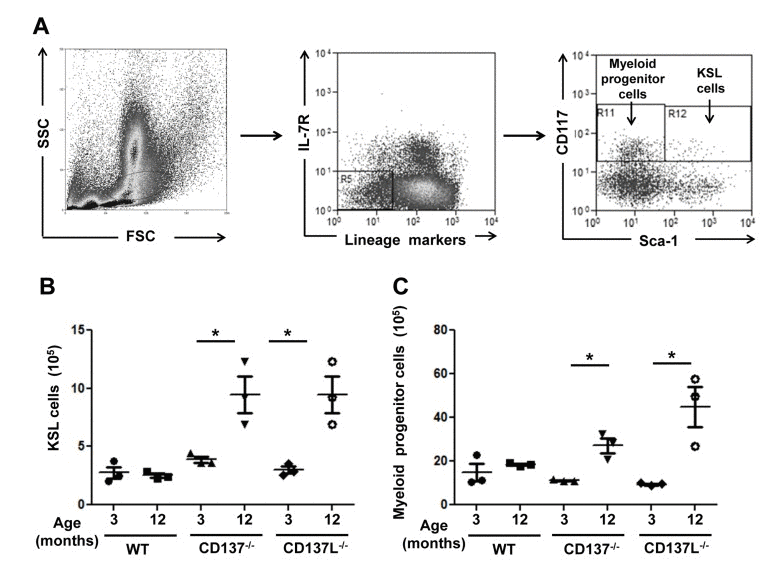 Increased numbers of myeloid progenitor cells in aged CD137−/− and CD137L−/− mice