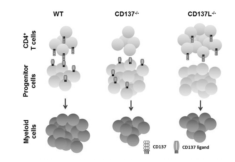 Schematic representation of CD137 – CD137L interactions in age-related myelopoiesis