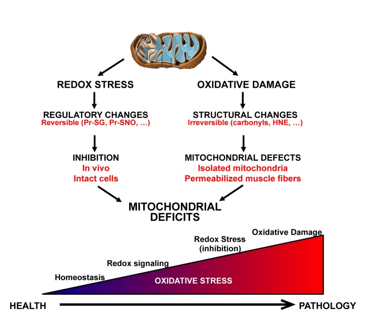 Illustration of key differences between the redox stress and oxidative damage mechanisms contributing to mitochondrial aging