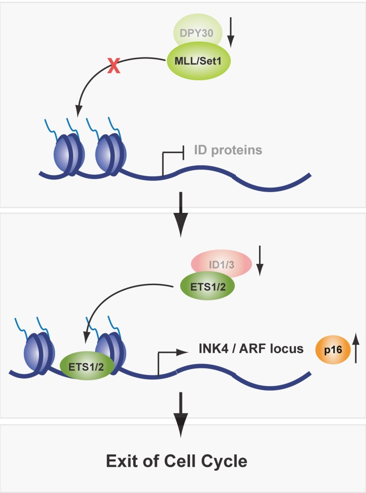 In aging, expression levels of DPY30 are decreased, which impairs the activity of the MLL/Set1 complex and downregulates ID protein expression. As a consequence, Ets1/2 transcription factors are free to bind to, and activate expression of the INK4/ARF locus. Thereafter, cells exit cell cycle and enter cellular senescence.