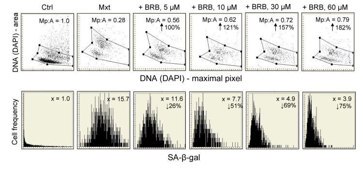 Attenuation of Mxt-induced senescence of A549 cells by berberine (BRB) as measured by cell morphometric features and SA-β-gal activity