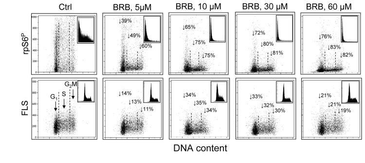 Suppression of rpS6 phosphorylation and reduction of size of human lymphoblastoid TK6 cells grown in the presence of BRB at 5 μM - 60 μM concentration