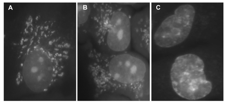 Detection of BRB fluorescence in live A549 cells exposed to this isoquinoline