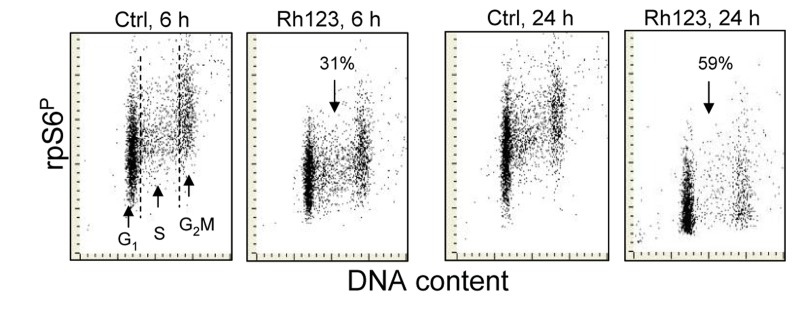 Effect of treatment of A549 cells with Rh123 on the level of expression of phosphorylated rpS6