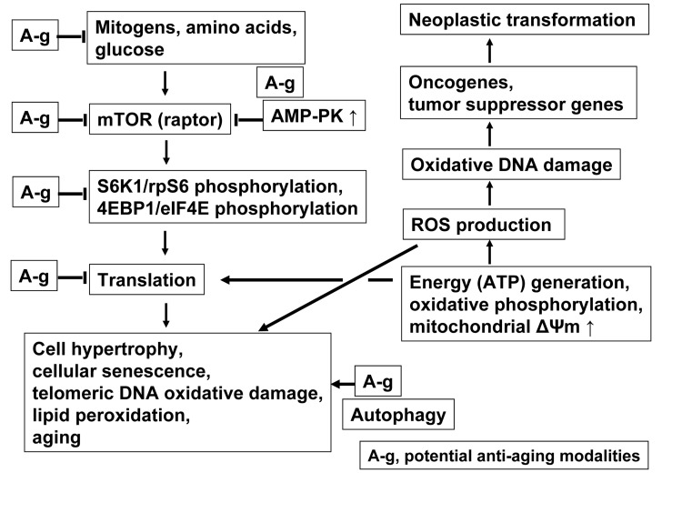 Schematic presentation of key pathways associated with cellular senescence and aging linking mTOR- and DNA damage- signaling