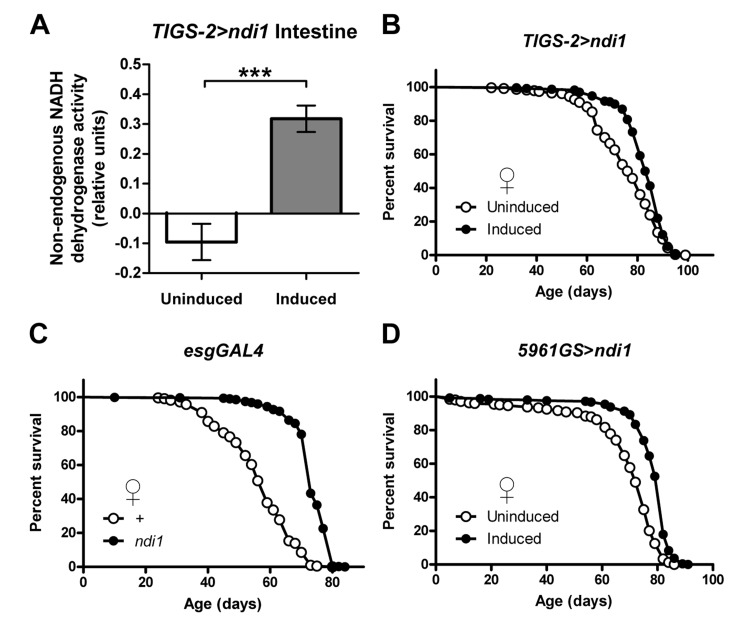Intestine-specific expression of ndi1 increases lifespan