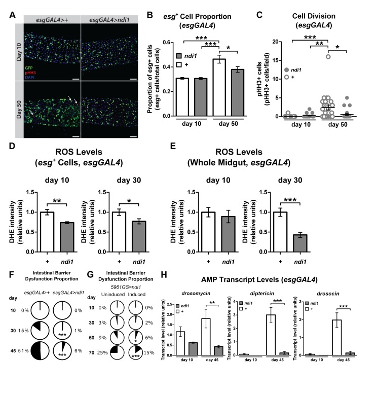 ndi1 expression maintains intestinal homeostasis during aging