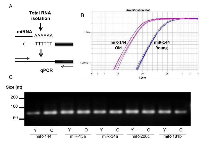 miRNA detection