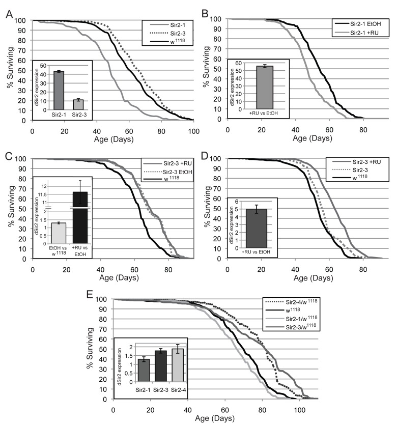 Effects of increased dSir2 expression on life span vary under different conditions