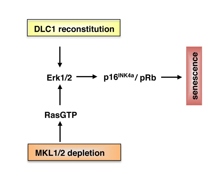 Model for senescence induction in HCC with DLC1 loss