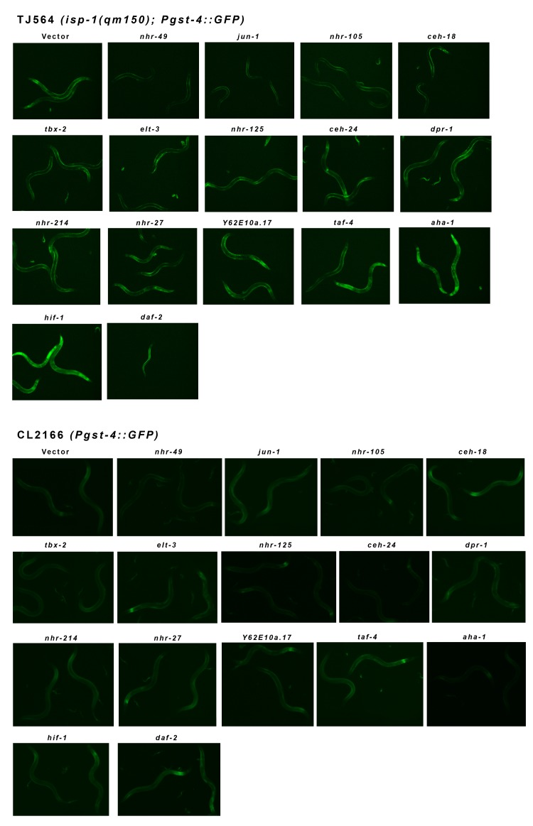 Pgst-4::GFP Reporter Expression in isp-1 Mit Mutants is Modulated by Multiple Transcription Factors