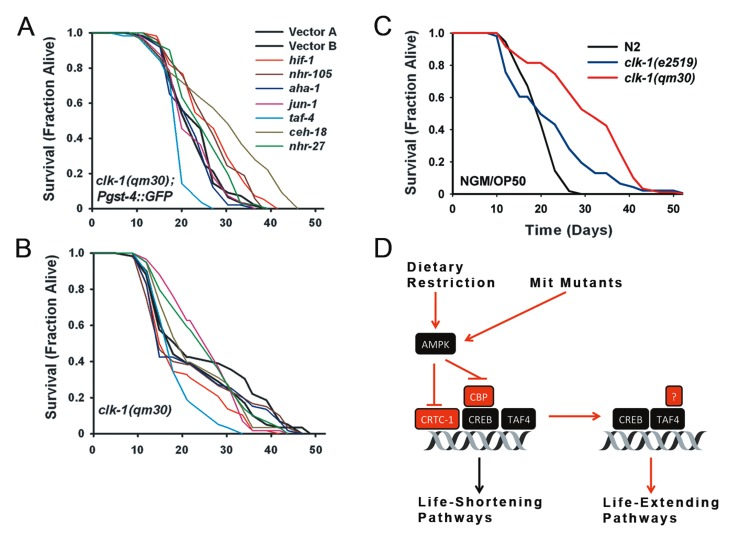 TAF-4 and HIF-1 are Required for clk-1(qm30) Life Extension