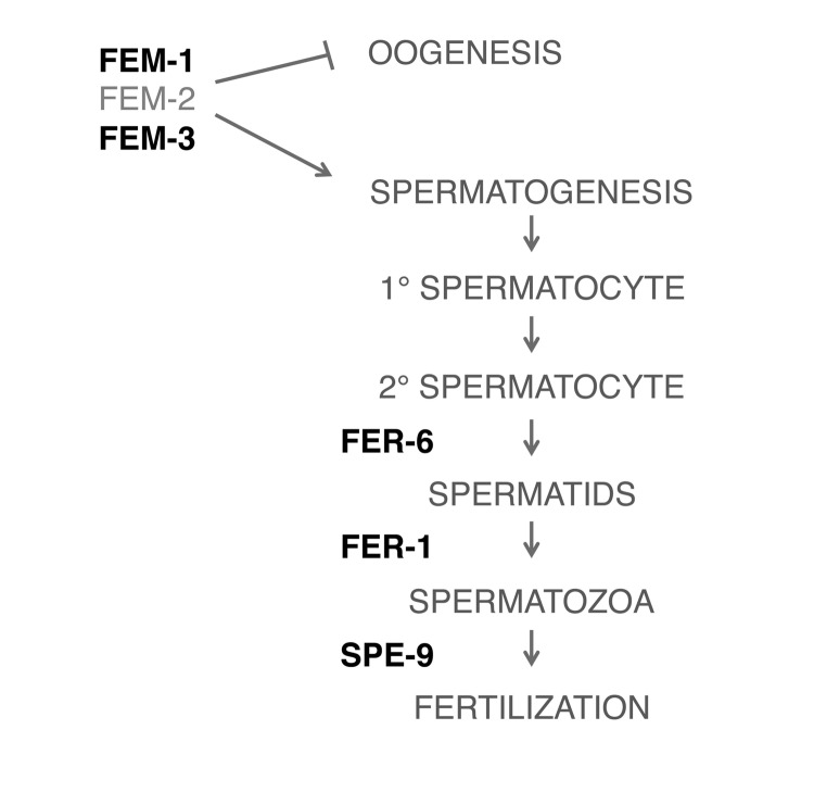 Simplified schematic of pathways involved in spermatogenesis