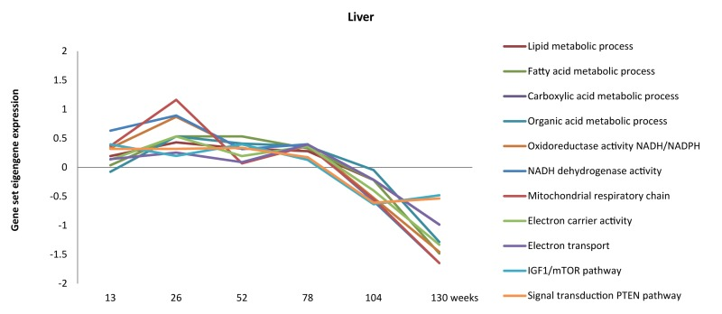Dynamics of metabolism, energy and mitochondrial-related processes throughout aging in liver (adapted from [4]).