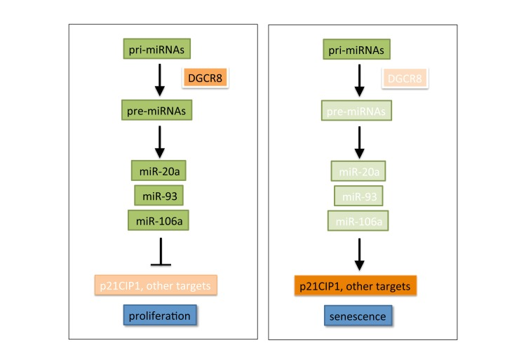 In proliferating primary cells, a proficient miRNA biogenesis machinery maintains the correct balance of miRNA expression, including high levels of senescence-suppressive miRNAs. Upon DGCR8-mediated disruption of miRNA biogenesis, senescence-suppresive miRNAs are down-regulated, leading to activation of a pro-senescent cascade. See text for details and discussion of alternative pathways.