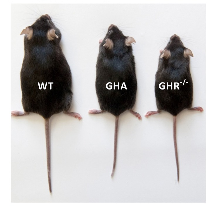 Phenotypic comparison between GHA mice and long-lived GHR−/− mice as compared to control mice (WT).