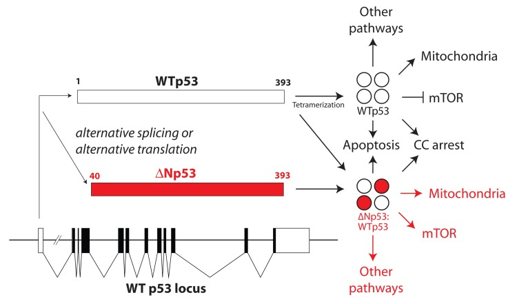 Overview of WTp53 and ΔNp53:WTp53