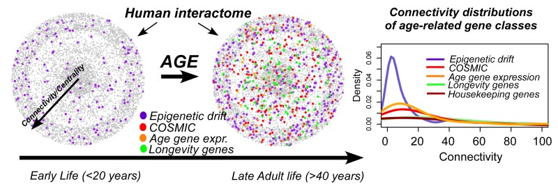 Epigenetic drift occurs throughout life, including pediatric populations and pre-puberty, targeting genes which occupy peripheral positions in the human interactome. Interactions have been suppressed and connectivity is approximated by the radial distance from the center. Genes undergoing age-related changes in expression, genes undergoing somatic mutations in cancer (COSMIC), longevity associated genes and housekeeping genes all exhibit widely different connectivity distributions, compared to genes undergoing epigenetic drift, as indicated on the right. Epigenetic drift targets many transcription factors bivalently marked in human embryonic stem cells, which co-locate at peripheral network positions. Thus, epigenetic drift may underlie the observed decline of stem cell function with age, immunosenescence, and may result in increased disease predisposition(e.g. cancer).