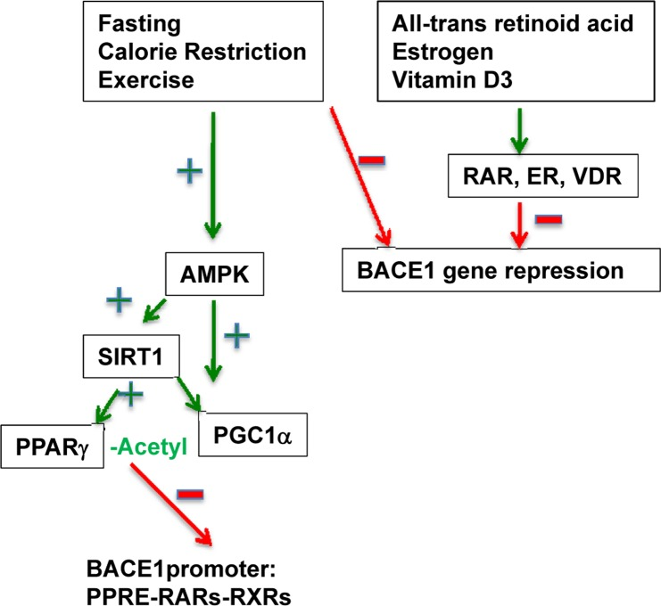 Complex transcriptional repression of BACE1 gene expression by various NR signaling pathways