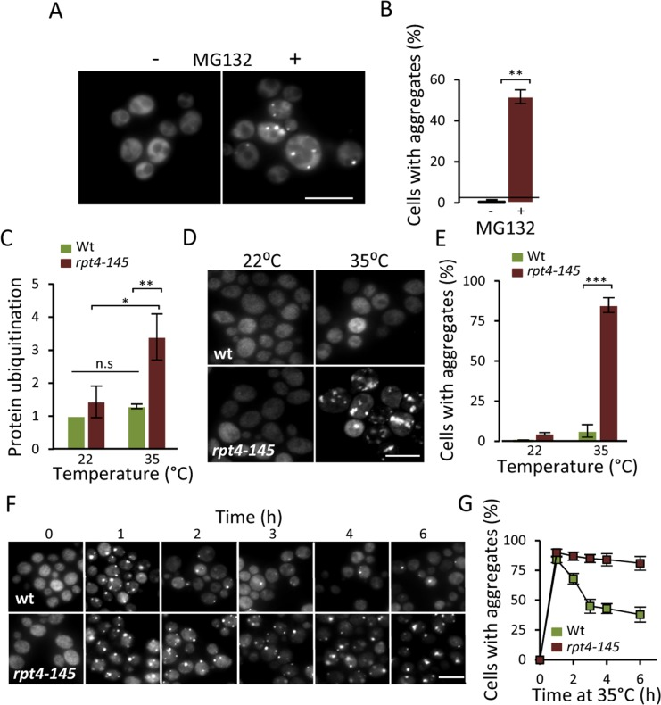 Lowering proteasome function results in increased protein aggregation