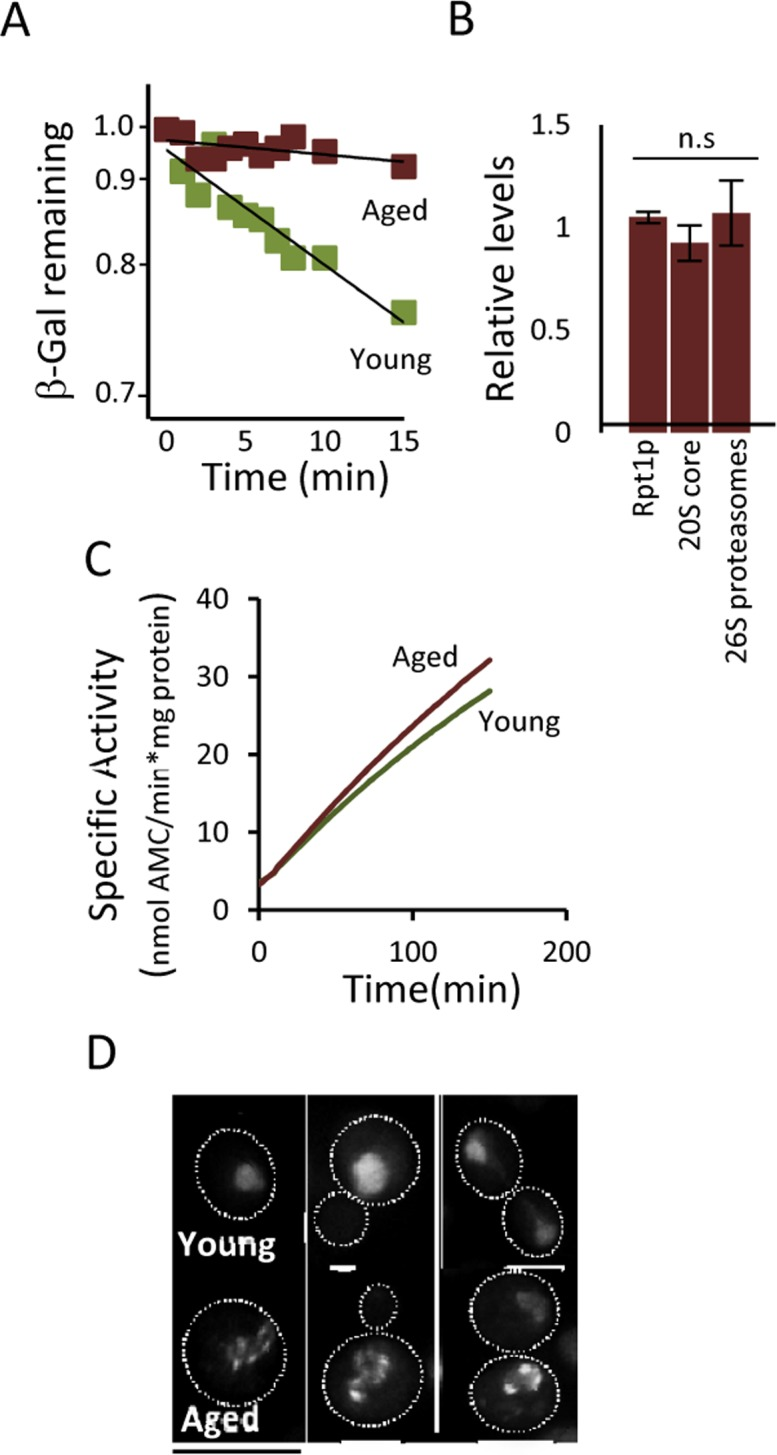 Proteasome function is diminished in aged cells