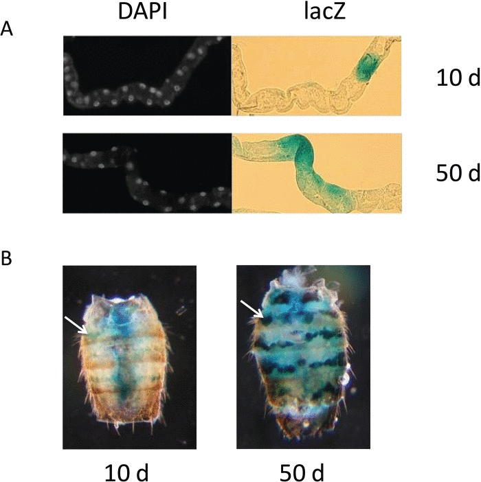 lacZ expression in PEV flies