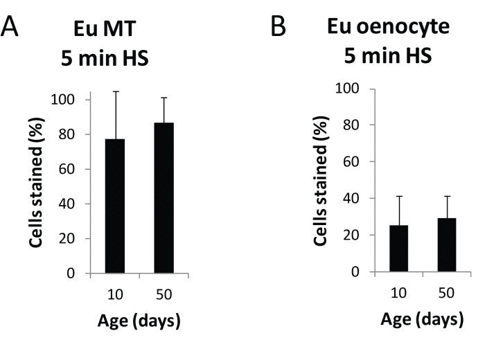 Heat shock response of the HS-lacZ promoter is not age-sensitive