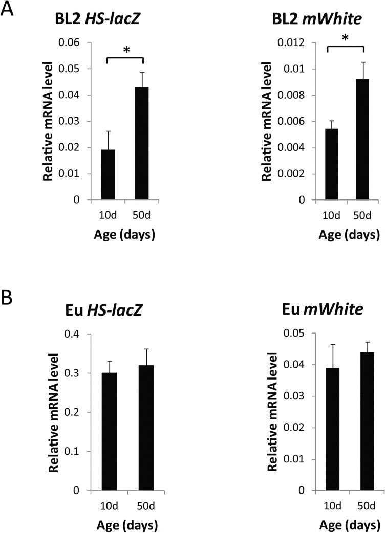 Global loss of gene silencing of the HS-lacZ gene and the white minigene in the heterochromatin-located PEV reporter construct, BL2
