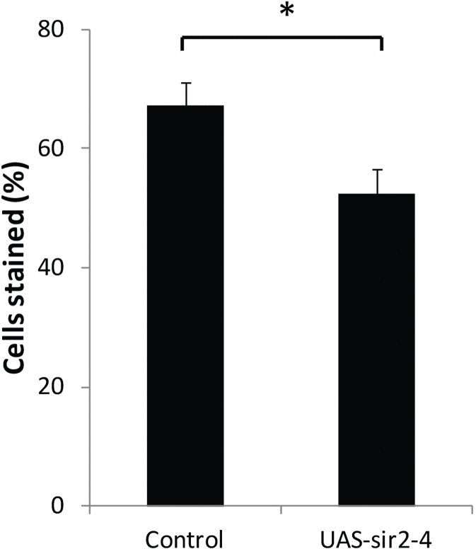 Increased dSir2 expression opposes age-related loss of gene silencing