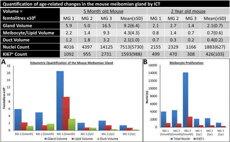 Quantification of the age-related changes in the Mouse meibomian gland by ICT.