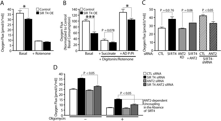 Sirt4 regulates mitochondrial respiration via ANT2-mediated coupling efficiency