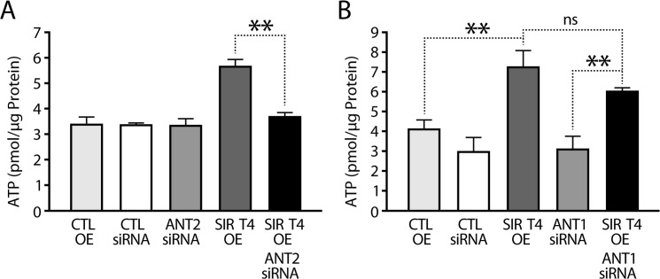 SIRT4 regulates ATP in an ANT2-dependent manner
