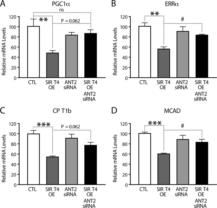 Sirt4-AMPK mediated retrograde signaling regulates FAO gene expression