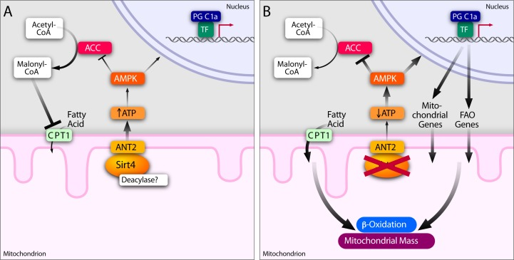 Sirt4-ANT2 interplay regulates energy homeostasis and mediates a retrograde signaling from mitochondria