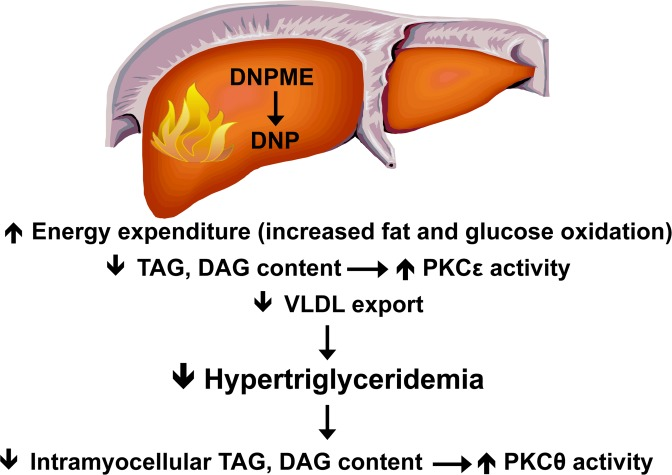 Mechanism by which DNPME reverses liver and muscle insulin resistance.